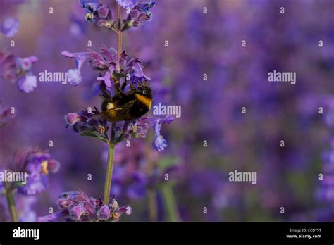 Queen Bumblebee Salvia Hi Res Stock Photography And Images Alamy