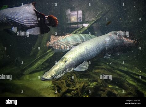 Australian Lungfish Or Queensland Lungfish In Aquarium At Leipzig Zoo