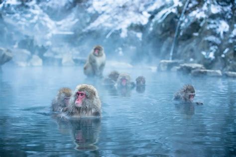 【地獄谷野猿公苑の観光ガイド】温泉に浸かるサルに出会う貴重な体験を | GOOD LUCK TRIP