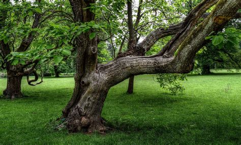 300,000+ Free Old-Tree & Old Tree Images - Pixabay