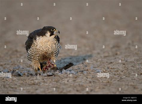 Peregrine Falcon Falco Peregrinus With Kill Was Taken In Lrk Hi Res