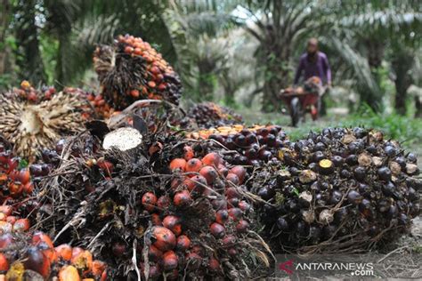 Berat Harga Sawit Riau Turun Nih Daftarnya Hingga Maret Genpi Co