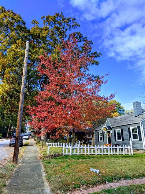 Red Maple Tree in Autumn - Nate Shivar