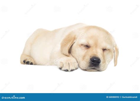 Labrador puppy sleeping stock photo. Image of head, purebred - 68088092