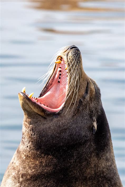 Seal Mouth Tony Harrand Flickr