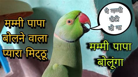 Pattu Parrot Talking Mummy Papa😱parrot Mummy🥰parrot Calling Sound🦜