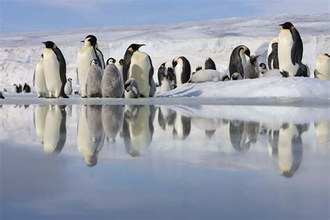 How tourists could be making Antarctica's penguins sick - Lonely Planet