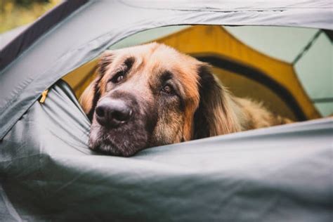 Cosas Que Debes Tener En Cuenta Antes De Ir De Camping Con Tu Perro