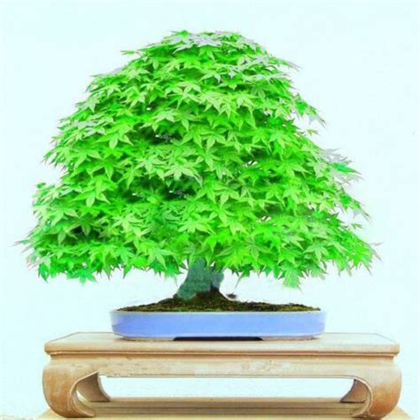 Japanese Green Maple Bonsai Tree Seeds Maple Bonsai Tree Uk Stock Ebay