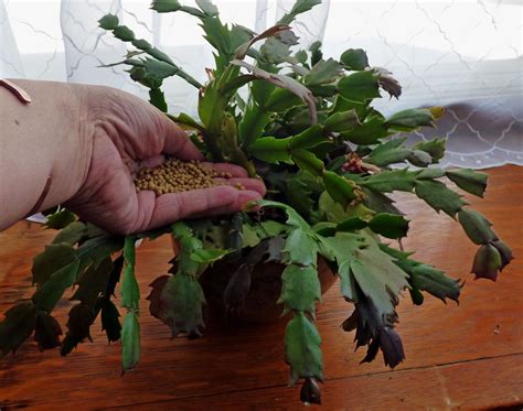 Guide To Christmas Cactus Feeding Best Fertilizer For Christmas Cacti