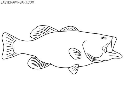 Bass Fish Drawing Tutorial Easy Fish Drawing Fish Sketch Fish