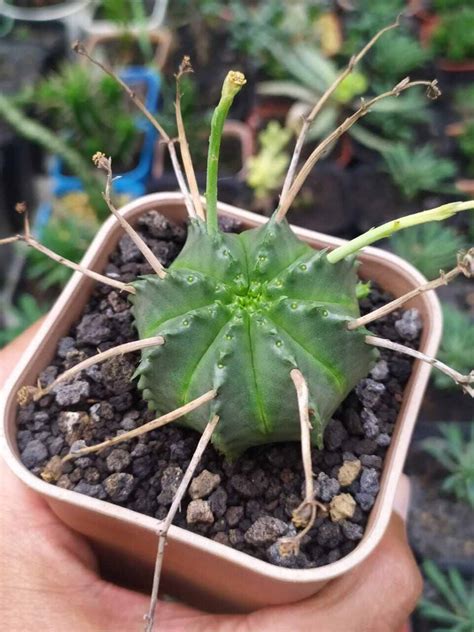 Euphorbia Valida Kaktus Dan Sukulen Lazada Indonesia