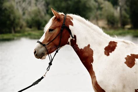 Gorgeous Pinto Stallion With Nice Bridle Standing Stock Photo Image