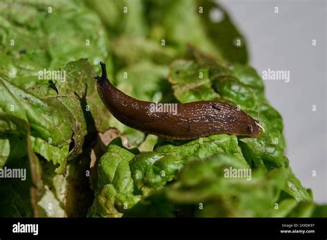 Natur Nacktschnecke Eine Nacktschnecke Wegschnecke Auf Einem Salatblatt