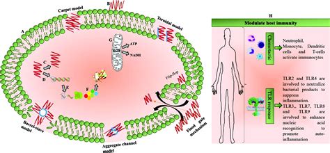 D Amino Acids In Antimicrobial Peptides A Potential Approach To Treat