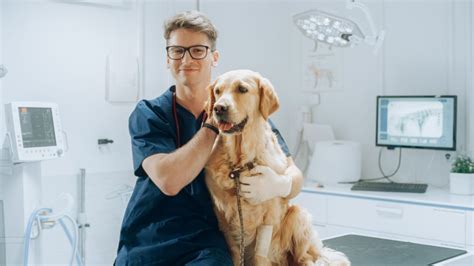 A Importância de Consultas Regulares ao Veterinário Amor Por Patas