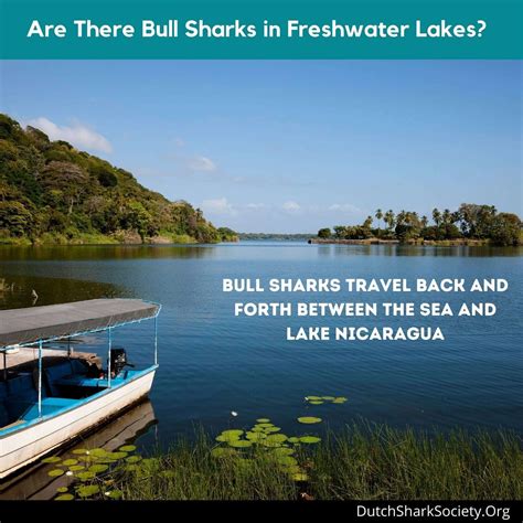 Can Bull Sharks Live in Freshwater? - Dutch Shark Society