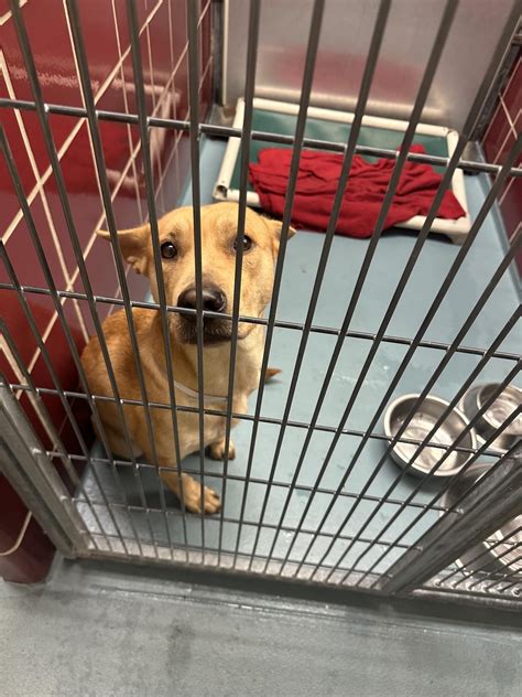 Please help foster pets in Houston set to be euthanized tomorrow :( : r