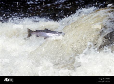 Steelhead Rainbow Trout Jumping In Waterfall Lake Superior Michigan