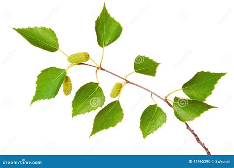 Birch Tree Leaves . Stock Photo - Image: 41965290