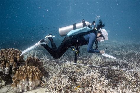 Auge Del Submarinismo Para Salvar Los Arrecifes De Coral En Qu Consiste