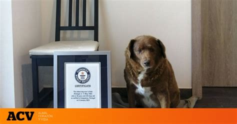 El Perro M S Longevo Del Mundo Recibe Oficialmente Su R Cord Guinness