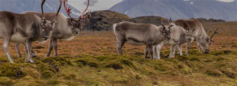 Arctic wildlife Archives - Page 4 of 4 - Discovering the Arctic