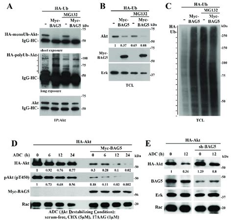 BAG5 Promotes Akt Ubiquitination And Degradation A BAG5 Controls Akt