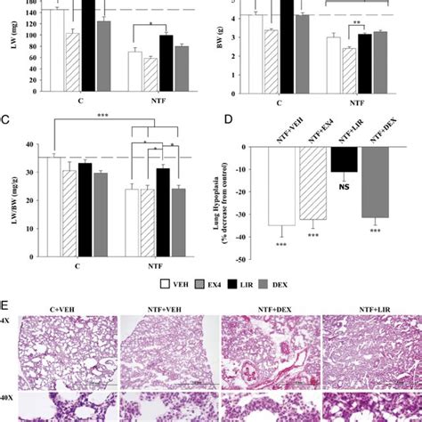 GLP 1R Expression At Consecutive Stages Of Lung Maturation In Male And