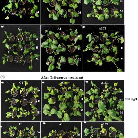 Phenotypes Of Rga‐ And Iaa7‐base‐edited Plants At Seedling And Download Scientific Diagram