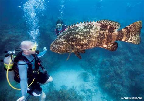 Goliath Grouper - Habitat, Diet, and Reproduction | NMSF