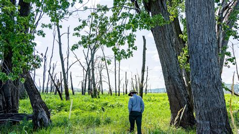 Mississippi River floodplain forests are dying, here's what to know