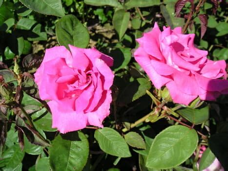 Zephirine Drouhin Climbing Rose 8' Pot - Hello Hello Plants & Garden ...