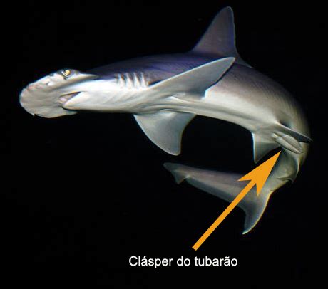 Filo Cordados Peixes Condrictes E Oste Ctes Biologia A Ci Ncia Da Vida