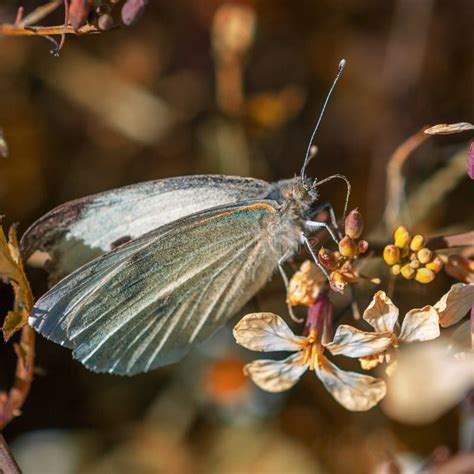 Fotografia Vertical De Uma Borboleta De Lepidoptera Num Fluxo Imagem De