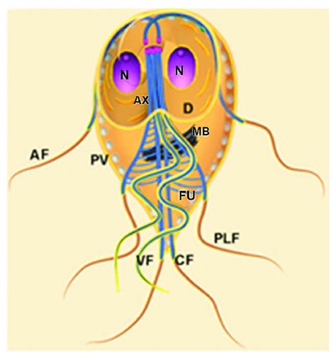 Scheme Of G Intestinalis The Trophozoite Displays Two Nuclei N Download Scientific Diagram