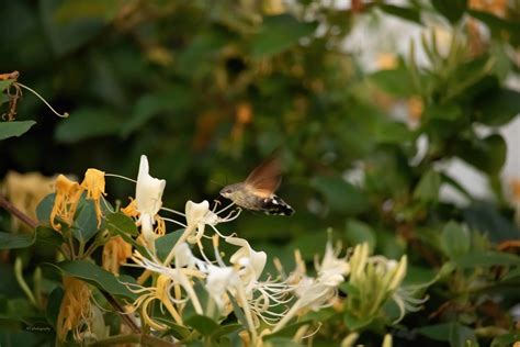 Hummingbird Hawk Moth On Honeysuckle Adrian Nutter Flickr