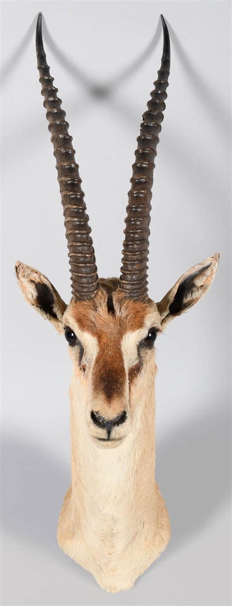Lot - EAST AFRICAN THOMSON'S GAZELLE TAXIDERMY SHOULDER MOUNT, JONAS ...