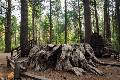 The Most Extraordinary Trees In The World Revealed Daily Mail Online