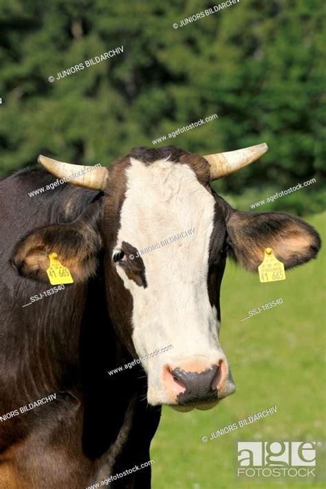 Braunvieh Cattlex Holstein Frisian Cow On A Pasture In Upper Bavaria