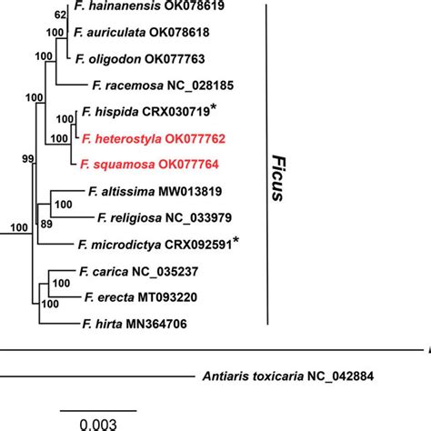 Maximum Likelihood Phylogenomic Tree Inferred From F Squamosa F