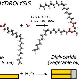 42+ Triacylglycerol Hydrolysis PNG - Mito