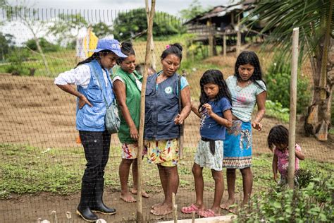 FAO Colombia on Twitter RT AcnurColombia Estamos cultivando más