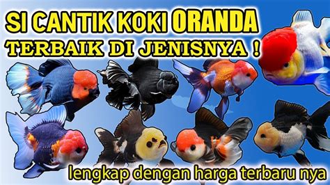 Jenis Ikan Koki Termahal