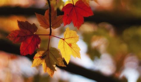 9 Leaf Peeping Spots You Cant Miss Real Estate And Property Management