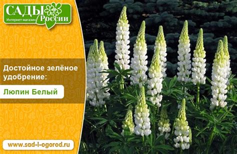 Достойное зелёное удобрение : Люпин Белый Люпин Белый, как сидерат, по ...
