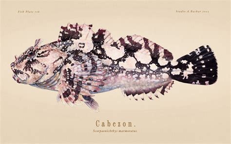 fish Painting art | Cabezon 112 Fish Illustration Print by Studio Abachar