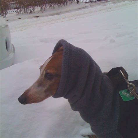 Italian Greyhound Winter Coat From K9 Apparel