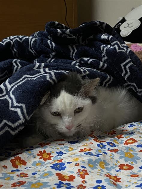 Photos: The Emotional Support Animals of Albion College – The Albion