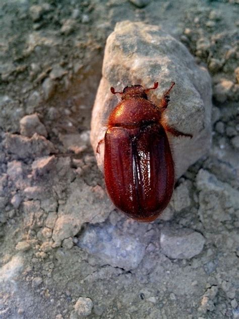 Free picture: red, beetle, insect